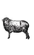 merino wool