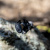 TLP_205_scandica-5